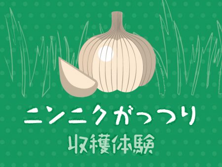ニンニクがっつり収穫体験